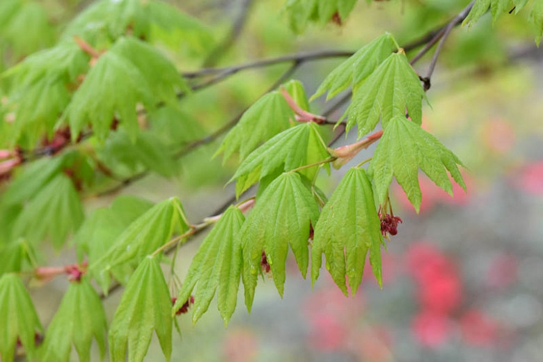 Acer japonicum 'Vitifolium', Full Moon Maple 'Vitifolium', Fern-Leaf Maple 'Vitifolium', Downy Japanese Maple 'Vitifolium', Acer palmatum 'Vitifolium', Japanese Maples, Fall Color